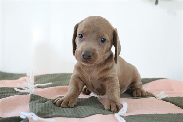 [#252494-02] Chocolate M Dachshund Puppies For Sale