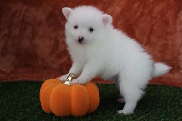 [#252099-03] Sable / White M Pomeranian Puppies For Sale