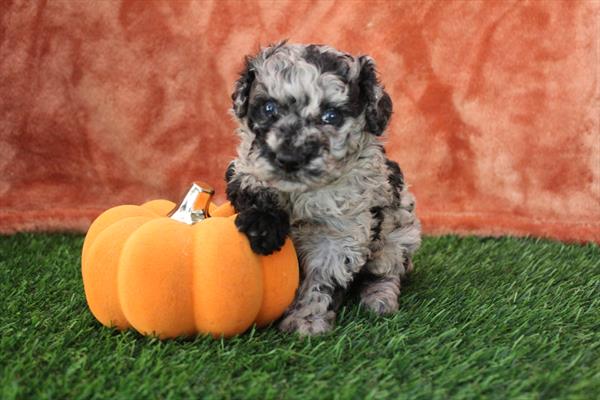 [#252100-01] Blue Merle F Poodle Puppies For Sale