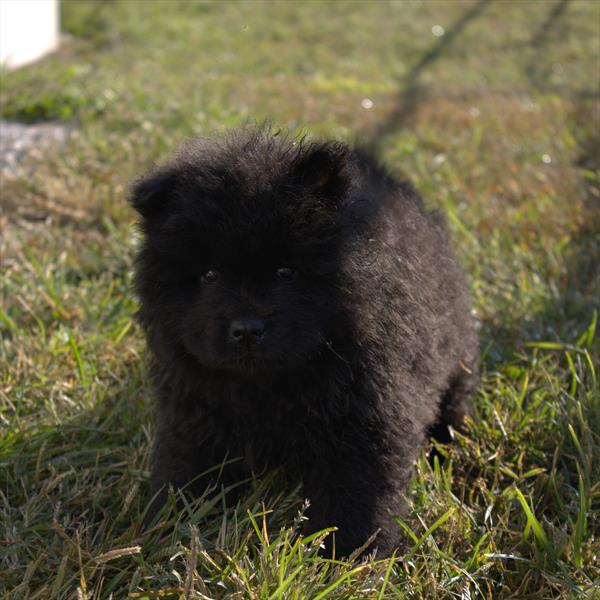 [#252735-07] Black F Chow Chow Puppies For Sale