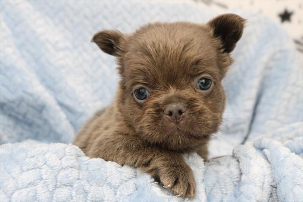 [#251999-01] Blue M French Bulldog Puppies For Sale