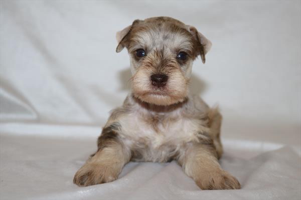 [#252034-01] Chocolate Merle M Miniature Schnauzer Puppies For Sale