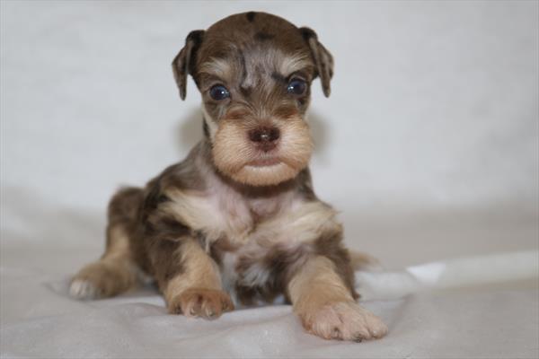 [#252034-02] Chocolate Merle F Miniature Schnauzer Puppies For Sale