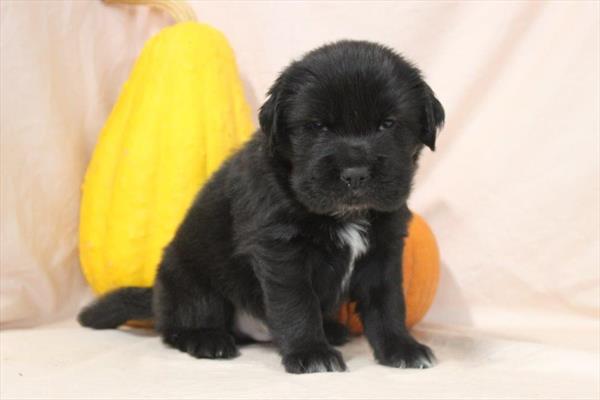 [#252011-06] Black M Hippo Mini Puppies For Sale