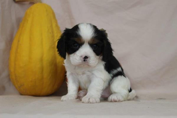 [#252132-04] Tri-Colored F Cavalier King Charles Spaniel Puppies For Sale