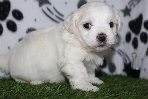 [#252113-05] White F Teddy Bear Puppies For Sale