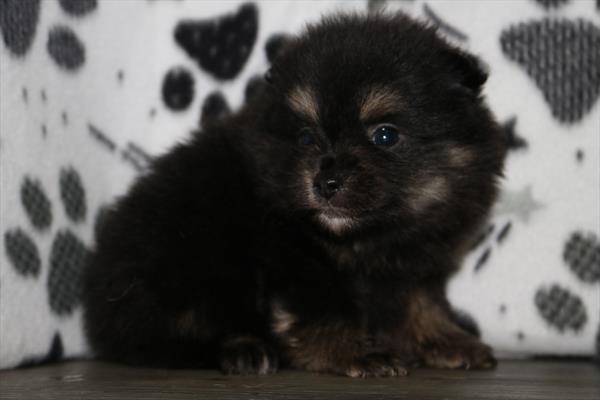 [#252110-01] Black / Tan M Pomeranian Puppies For Sale