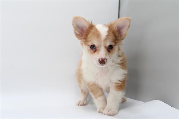 [#252768-04] Sable / White M Chihuahua Puppies For Sale