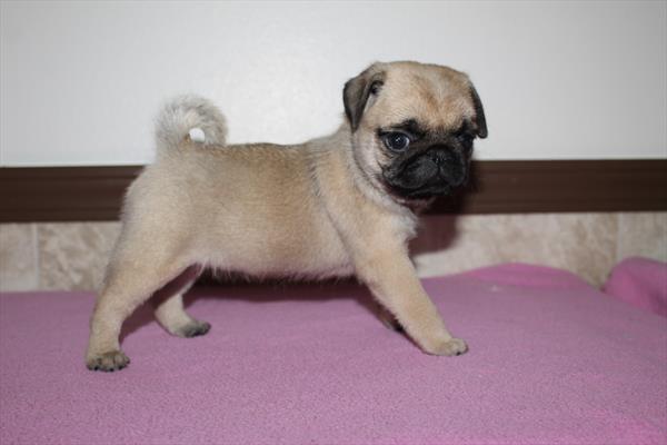 [#252571-03] Fawn F Pug Puppies For Sale