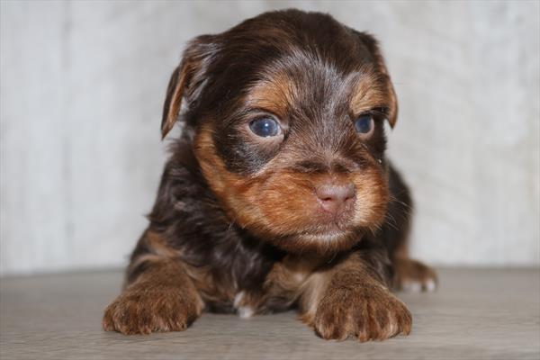 [#252159-01] Chocolate M Yorkshire Terrier Puppies For Sale