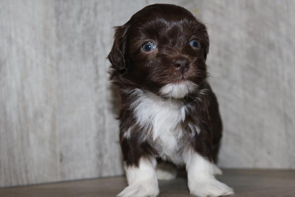 [#252163-01] Chocolate / White M Havanese Puppies For Sale