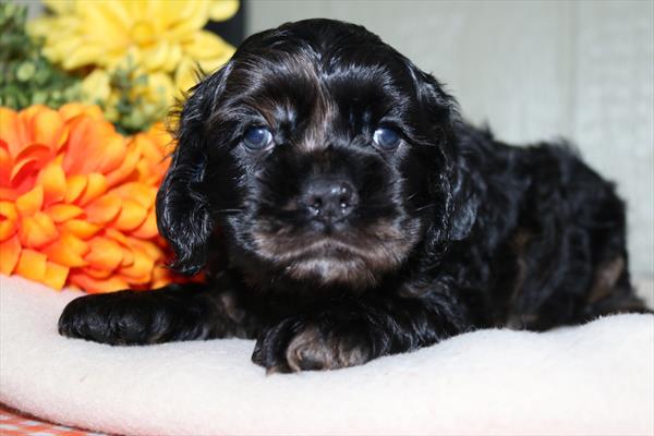 [#252131-03] Black / Tan F Cocker Spaniel Puppies For Sale