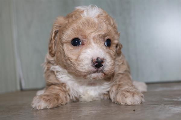 Poochon Puppy Apricot ID: 32400 Located at Petland Kennesaw, Georgia