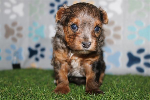 [#252186-01] Merle F Yorkiepoo Puppies For Sale