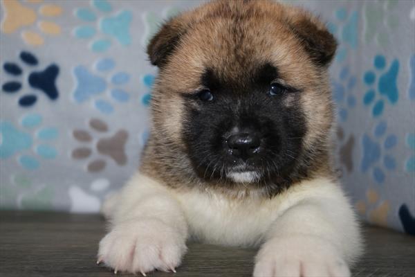 [#25363-04] Sable / White M Akita Puppies For Sale