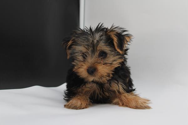 [#252411-01] Black / Tan M Yorkshire Terrier Puppies For Sale