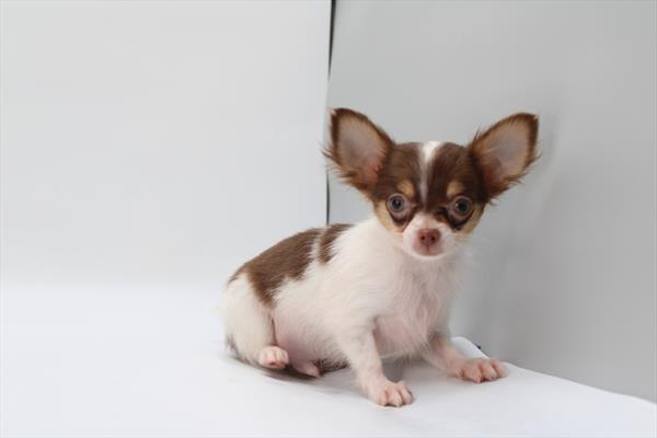 [#252290-02] Chocolate / White M Chihuahua Puppies For Sale