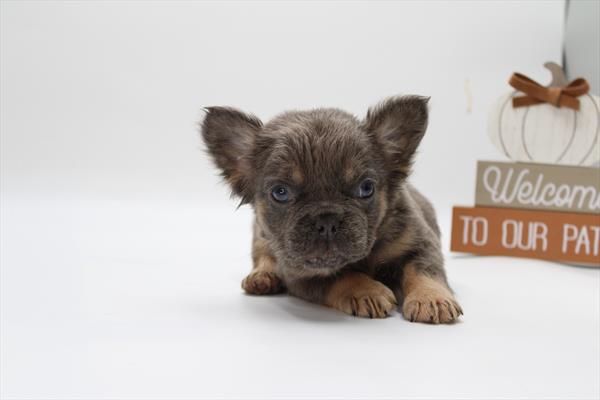 [#252482-04] Lilac / Tan F French Bulldog Puppies For Sale