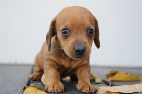 [#252236-01] Red M Dachshund Puppies For Sale