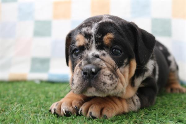 [#252245-05] Black / Tan F Beabull Puppies For Sale