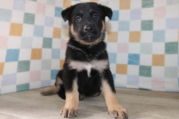 [#25368-05] Black / Tan F German Shepherd Dog Puppies For Sale