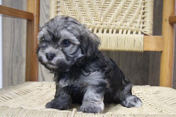 [#252729-02] Black Sable M Havanese Puppies For Sale