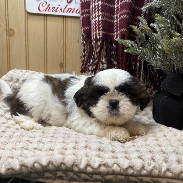 [#252686-03] Brindle / White F Shih Tzu Puppies For Sale