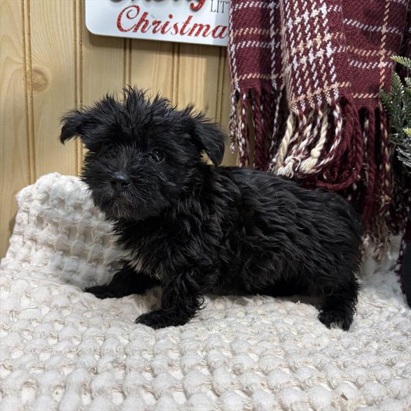 [#252583-02] Black M Morkie Puppies For Sale