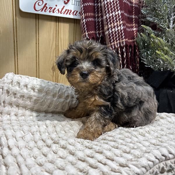 [#252795-02] Blue Merle / Tan M Yorkiepoo Puppies For Sale