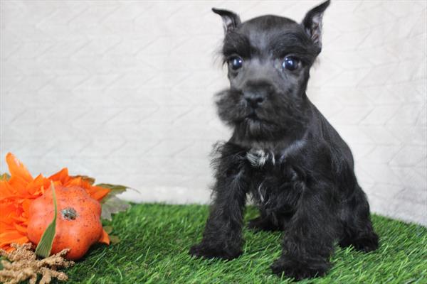 [#252256-01] Black M Miniature Schnauzer Puppies For Sale