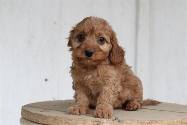 [#253028-03] Ruby M Cavapoo Puppies For Sale