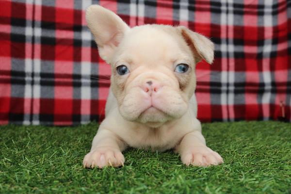 [#252194-04] Lilac / White F Frenchton Puppies For Sale