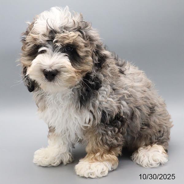[#25764-03] Blue Merle M Poodle/Cock A Poo Puppies For Sale