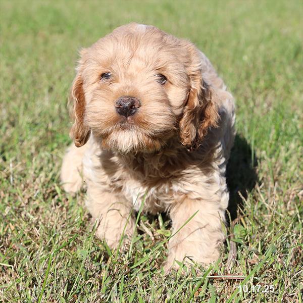 [#25798-01] Buff / White M Cock A Poo Puppies For Sale