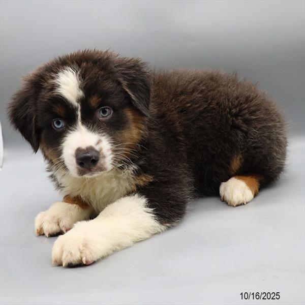 [#25800-02] Black M Australian Shepherd Puppies For Sale
