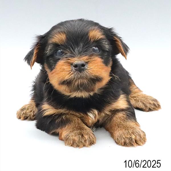 [#25817-03] Black / Gold M Yorkshire Terrier Puppies For Sale