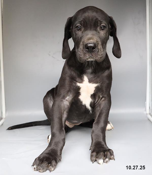 [#25826-07] Black F Great Dane Puppies For Sale