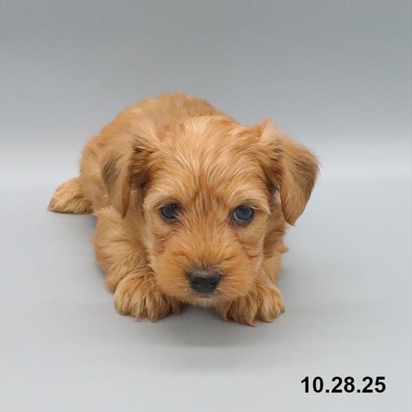 [#25854-01] Red M Yorkiepoo Puppies For Sale