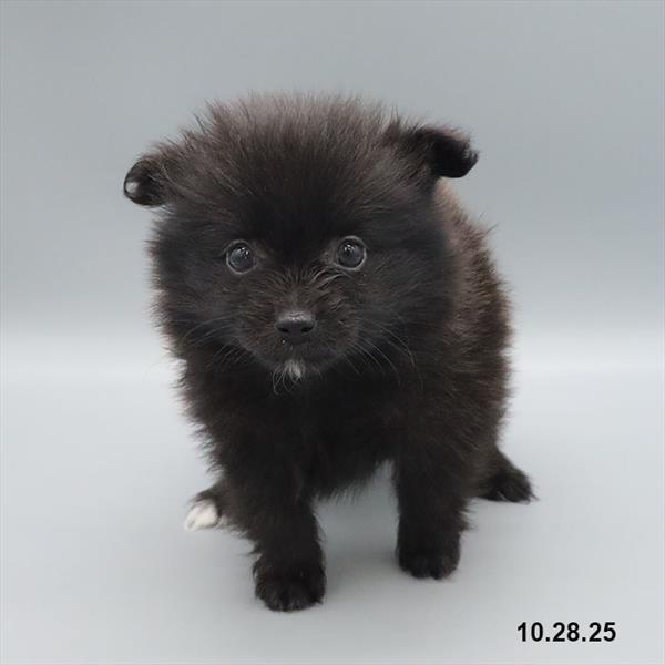 [#25856-04] Black F Pomeranian Puppies For Sale