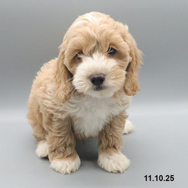 [#25870-02] Tan M Cock A Poo Puppies For Sale