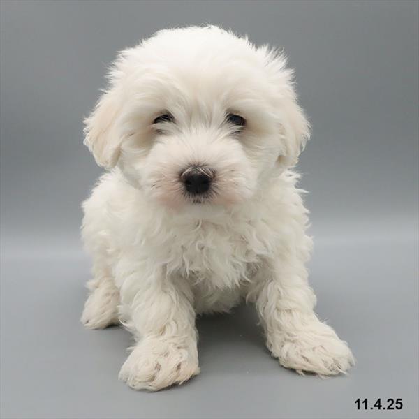 [#25912-02] White M Maltese Puppies For Sale