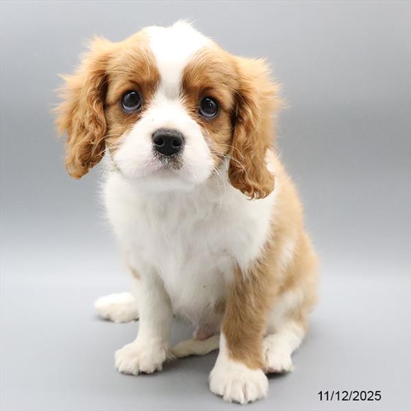 [#25971-03] Blenheim M Cavalier King Charles Spaniel Puppies For Sale