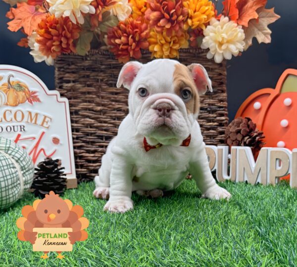 [#252767-04] Chocolate / White F English Bulldog  Puppies For Sale