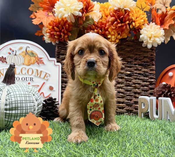 [#252126-03] Ruby M Cavalier King Charles Spaniel Puppies For Sale