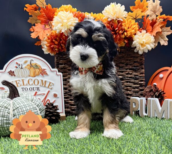 [#252737-08] Tri-Colored F Bernedoodle Puppies For Sale