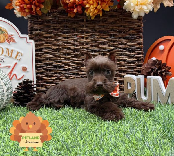 [#252153-03] Chocolate F Miniature Schnauzer Puppies For Sale