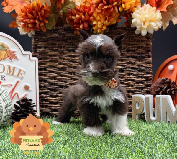 [#252153-02] Chocolate / White F Miniature Schnauzer Puppies For Sale