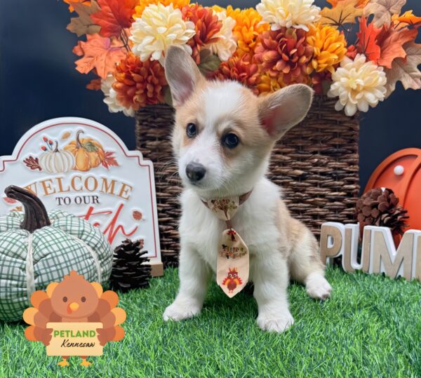 [#252588-02] Red / White M Pembroke Welsh Corgi Puppies For Sale