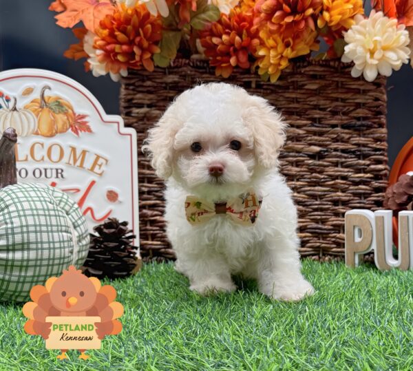 [#251876-04] Tan F Poodle Puppies For Sale