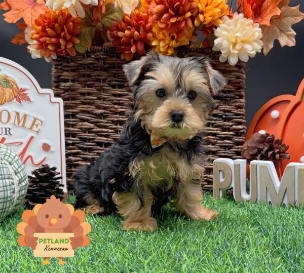 [#251900-04] Black / Tan F Yorkshire Terrier Puppies For Sale
